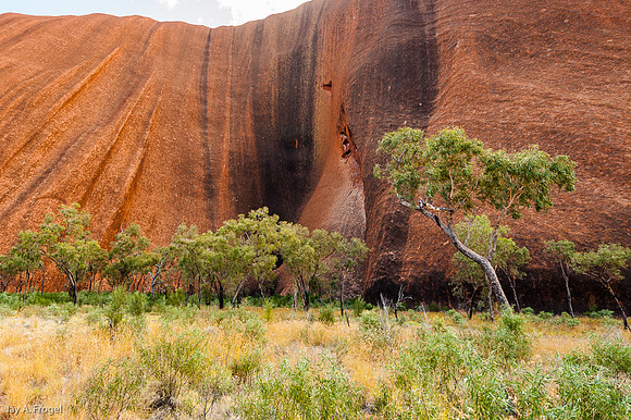 Base of Uluru with trees and water courses