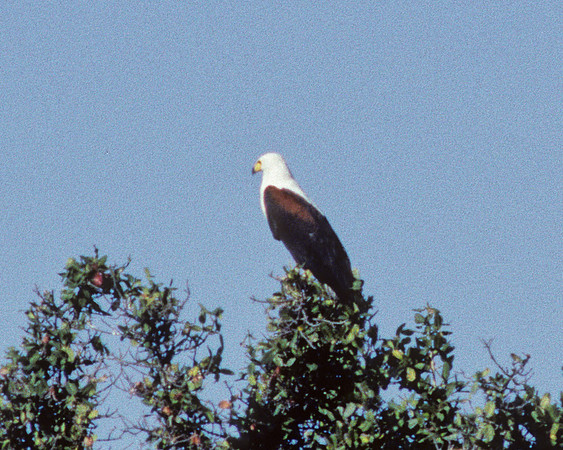 Fish Eagle, Xugana, Okavanga