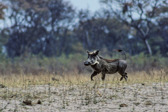 Warthog, Hwange