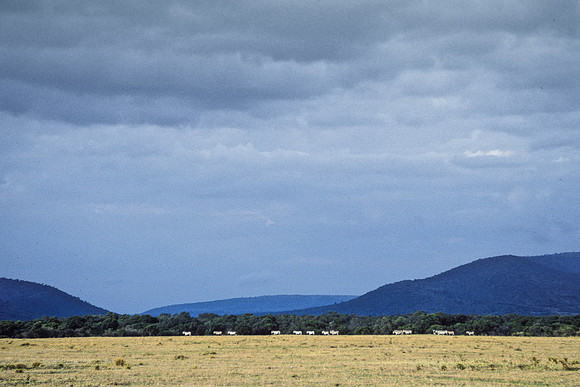 Zebra, Between Earth and Sky