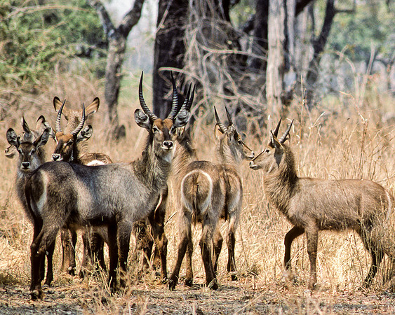 Ellipsen Waterbuck