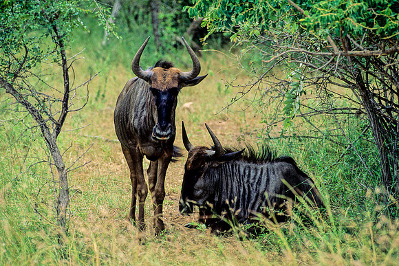 Wildebeast, Kruger Park