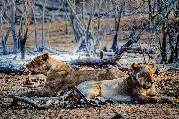 Lionesses at Rest