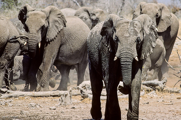 Charging Elephants, Etosha