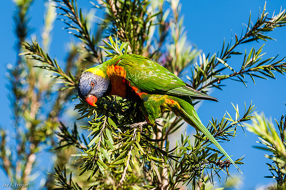 Rainbow Lorikeet