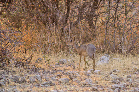 The Elusive DIk Dik