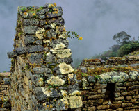Lichen and Yellow Flower, Machu Pichu