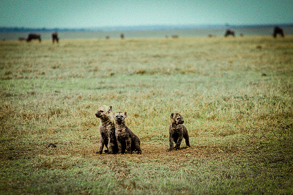 Striped Hyena Pups