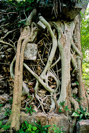 Sayil  -   Tree roots and ruin, Structure 4B1, SW corner