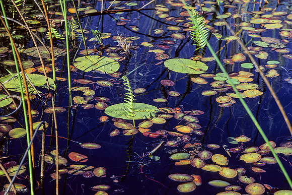 Lily Pads, Xugana