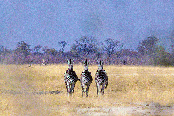Three Zebras Seen Through Bushes