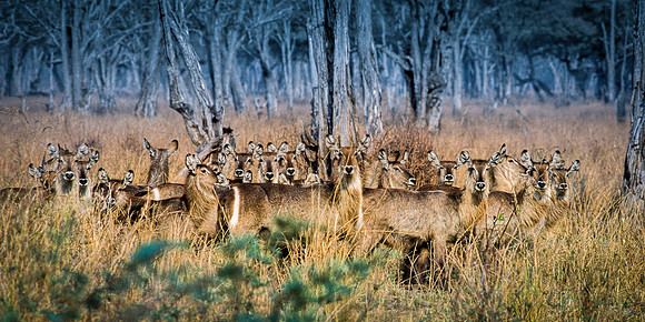 Harem of Ellipsen Waterbuck, Zambia