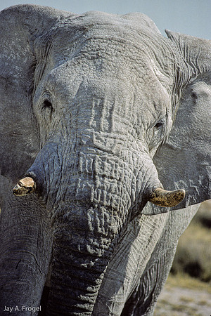 Battle Scarred Elephant