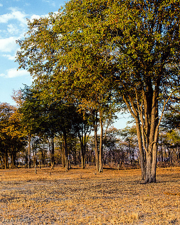 Mopane Forest, Okavanga Delta, late afternoon
