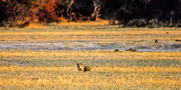 Black Backed Jacked, Ngama Pan